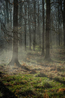 Misty Beech Woods by David Tinsley