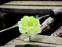 Lotusblüte von Cornelia Guder