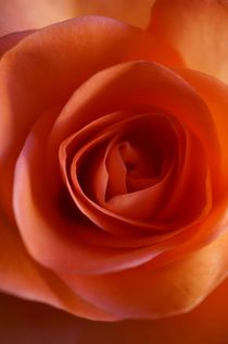 Apricot Rose by anowi