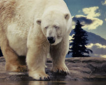 Eisbär von AD DESIGN Photo + PhotoArt