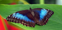 Schmetterling, Himmelsfalter, morpho peleides.Tropical, blue butterfly (common morpho) von Dagmar Laimgruber