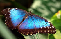 Schmetterling, Himmelsfalter, Makro, morpho peleides.Tropical, blue butterfly (common morpho) by Dagmar Laimgruber