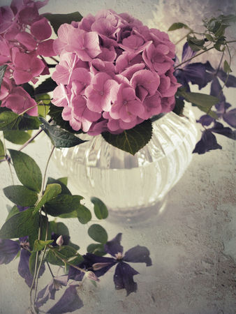 Romantische-hortensien