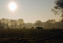 Pferde auf einer Weide by Olaf von Lieres
