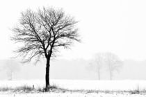 Einsamer Baum von Olaf von Lieres