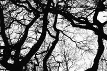 Baum in schwarz weiß von Olaf von Lieres
