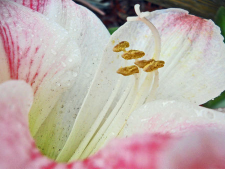 Amaryllis-belladonna