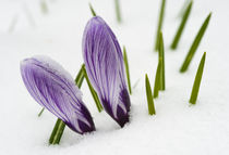 Zwei violette Krokusse im Schnee by Matthias Hauser