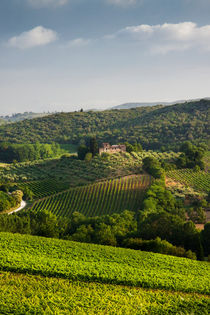 Tuscan Vineyards von David Tinsley
