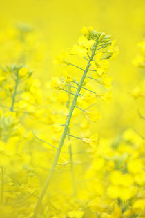 Yellow makes me happy von AD DESIGN Photo + PhotoArt