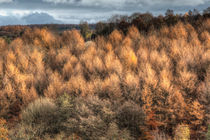 Autumn Spruce by David Tinsley