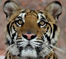 Tiger  Gesicht von Cornelia Guder