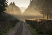 Misty Morn by David Tinsley
