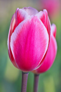 Pink Tulips von AD DESIGN Photo + PhotoArt