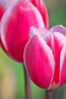 Pink Tulips II  by AD DESIGN Photo + PhotoArt