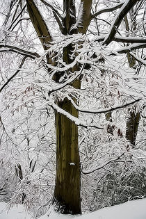 Snowy Beech Abstract by David Tinsley