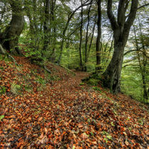 Autumn Woodland Walk von David Tinsley
