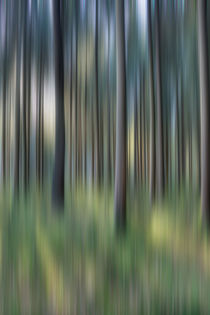 Abstract Spruce Woods von David Tinsley