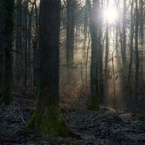 Beech Wood Sunbeams by David Tinsley