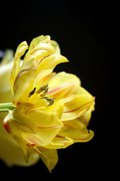 Tulpe-in-gelb