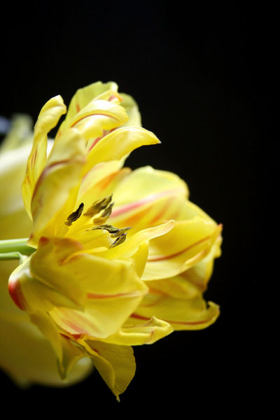 Tulpe-in-gelb