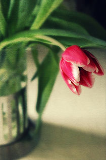 Spring Tulip von rosanna zavanaiu