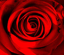 Deepest Red Rose. von rosanna zavanaiu