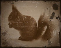 Eichhörnchen by Cornelia Guder