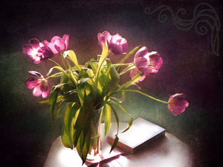 Tulpen-pink-be