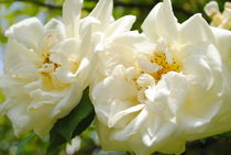 Weiße Rosen von hannahw
