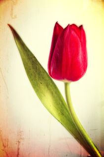 Tulip Vintage by tr-design