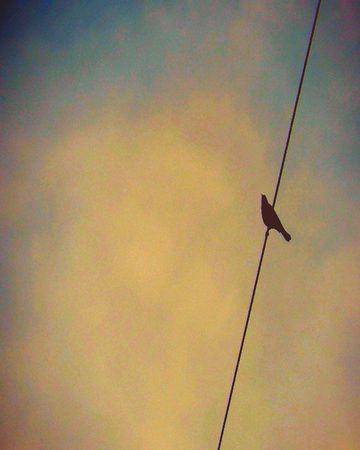 My-bird-on-a-wire