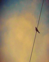 My Bird on A Wire by mik-goben