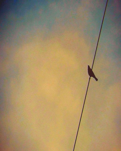 My-bird-on-a-wire