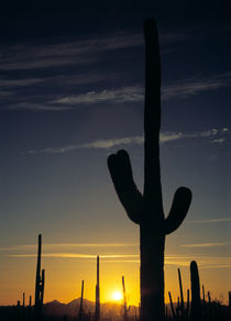 Saguaro Cactus von Daniel Troy