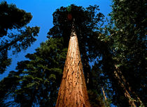 Sequoia by Daniel Troy