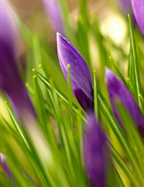 Leuchtendes Lila - die Knospen der violetten Garten-Krokusse (Crocus-Hybriden) by Brigitte Deus-Neumann