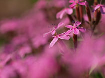 Rosa Blütenwolke - Die Blüten des Seifenkrautes Saponaria ocymoides von Brigitte Deus-Neumann