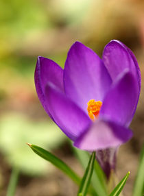 Aufgeblüht! Die violetten Krokusse (Crocus sativus)  von Brigitte Deus-Neumann