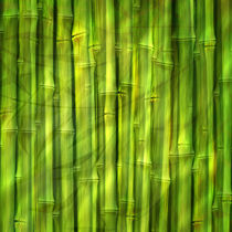 Bamboo Dream by Lutz Baar