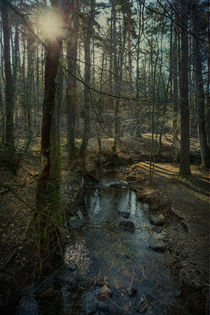 Woodland Stream by David Tinsley