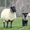 Ewe-look-sheepish