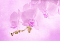  orchids on light background. Toned image. by Serhii Zhukovskyi