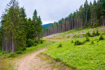 Path in the pine forest, Carpathian von Serhii Zhukovskyi