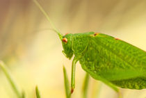 Grasshopper is a list of the grass by Serhii Zhukovskyi
