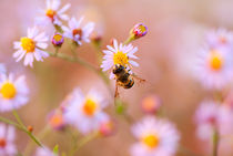 Bee on a yellow flower the chamomile by Serhii Zhukovskyi