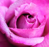 Beautiful pink Rose with drops of dew close up by Serhii Zhukovskyi