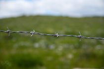 barbed wire on the background  green grass by Serhii Zhukovskyi