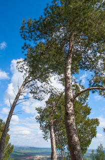 Tree canopy on the background the blue sky von Serhii Zhukovskyi