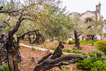 Olives Jerusalem-Garden of Gethsemane, Israel by Serhii Zhukovskyi